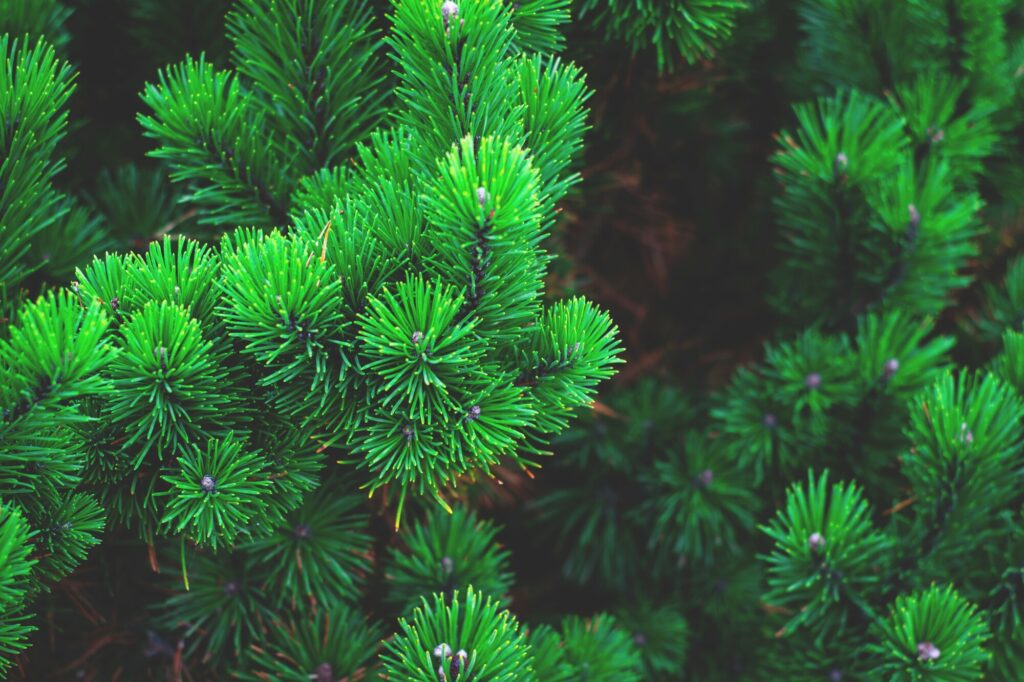 3 Tips for Pruning Pine Trees
