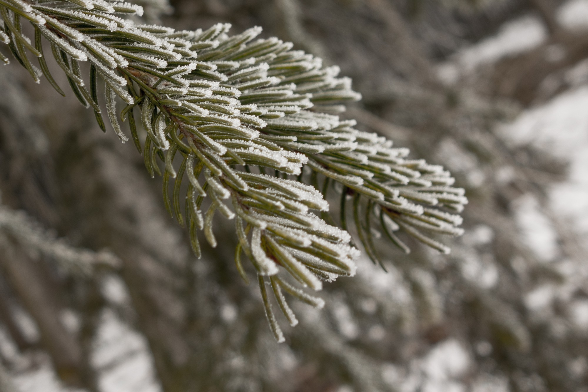 Winter Bug Treatments: How They Help Your Trees