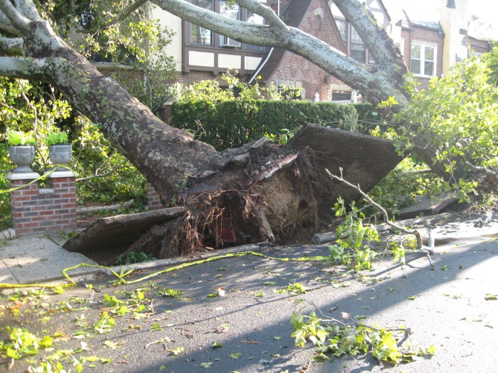 Storm Damage Prevention: Trim Your Trees This Winter to Remove Limbs