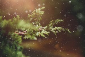 Winter Tree Care: 4 Essential Tips