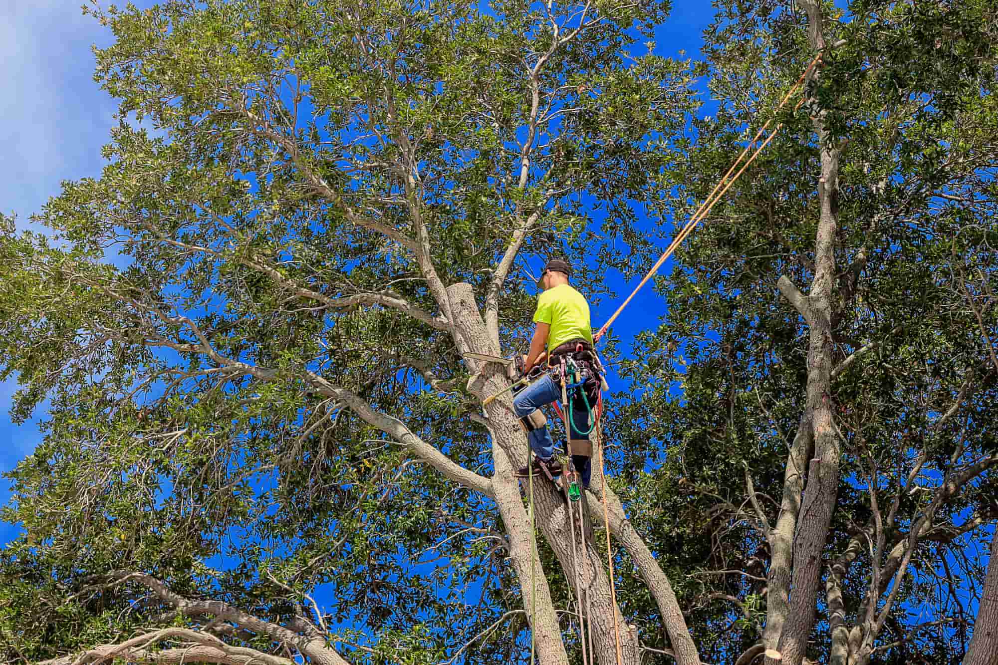 3 Tips for Choosing a Tree Service in Dallas