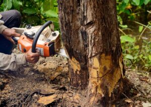 5 Signs It’s Time for Tree Removal in Dallas