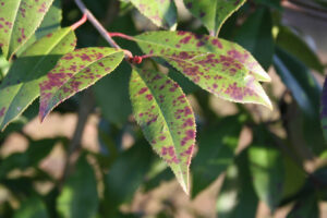 A Homeowner’s Guide to Different Types of Tree Diseases