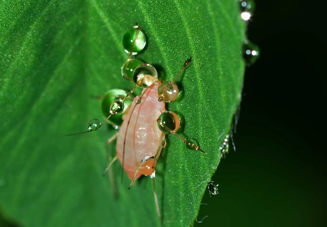Common Tree Pests in Texas and How to Spot Them