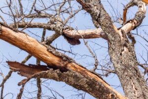Tree Health: What Is a Dead Branch, and How to Spot One?