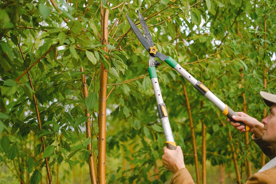 Tree Service in Fort Worth: What Are My Options?