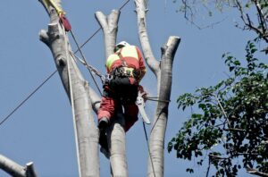 Tree Service in Plano: 3 Tips for Choosing Your Best Option