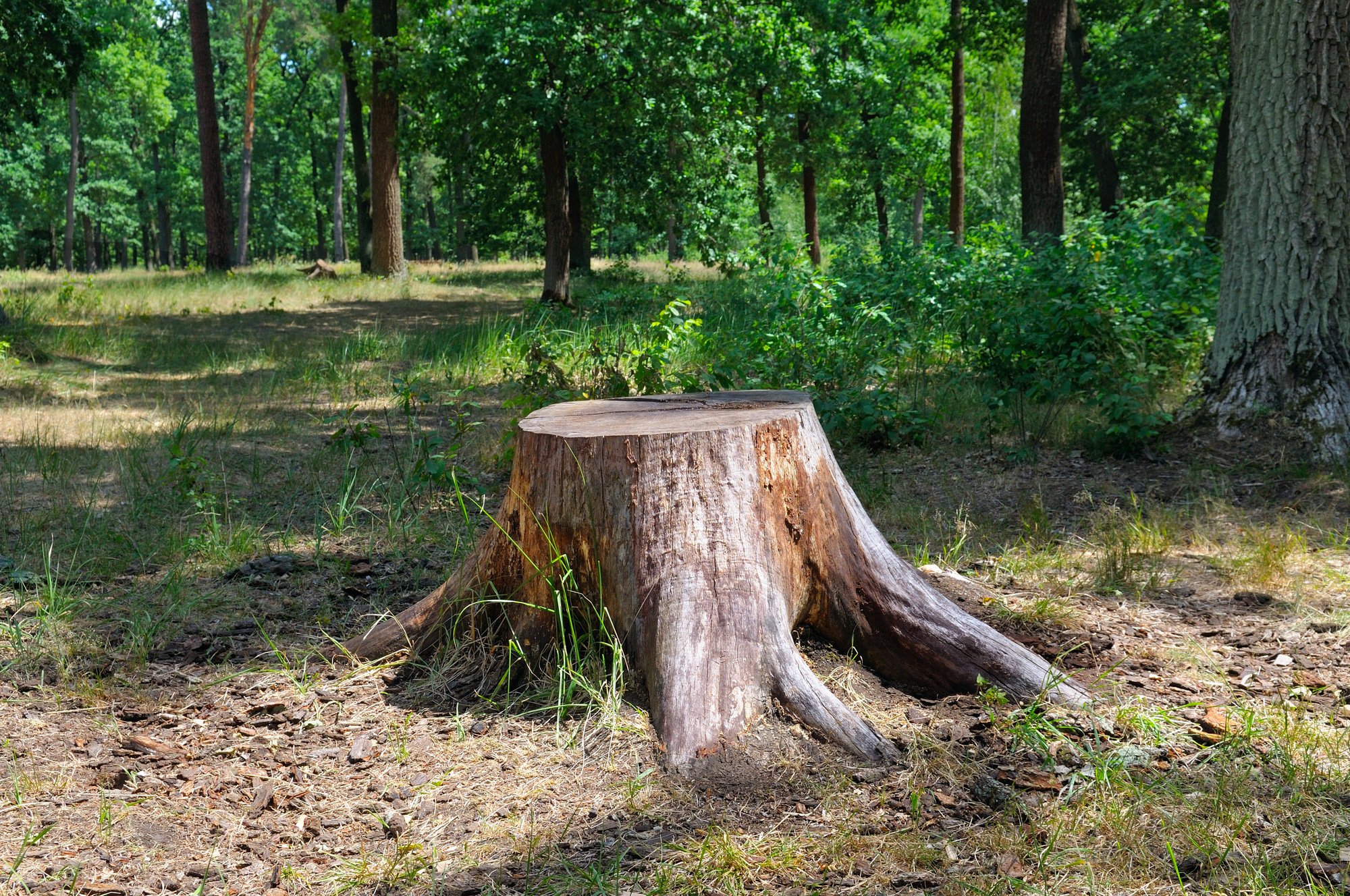 5 Reasons to Hire a Professional Stump Grinding Service