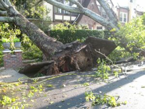 How Much Does Emergency Tree Removal Really Cost?