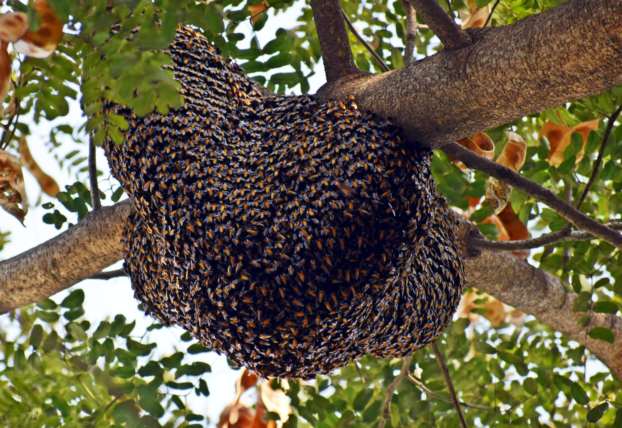 The Key Steps on How to Remove a Bee Hive From a Tree