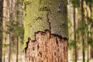 Top Signs You Need a Professional Tree Inspection in Dallas, TX
