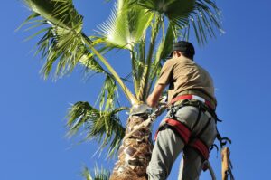 Timely Tree Trimmer Service: Why You Need to Remove Dead Branches Quickly