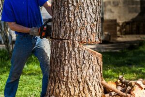 Types of Tree Removal: How to Remove a Tree From Your Garden