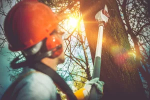 3 Benefits of Hiring Dallas Tree Trimming Services