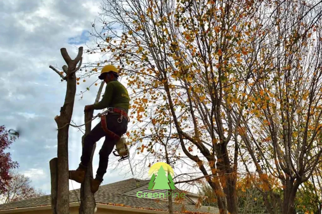 The Hidden Dangers of Neglecting Tree Maintenance on Corporate Properties
