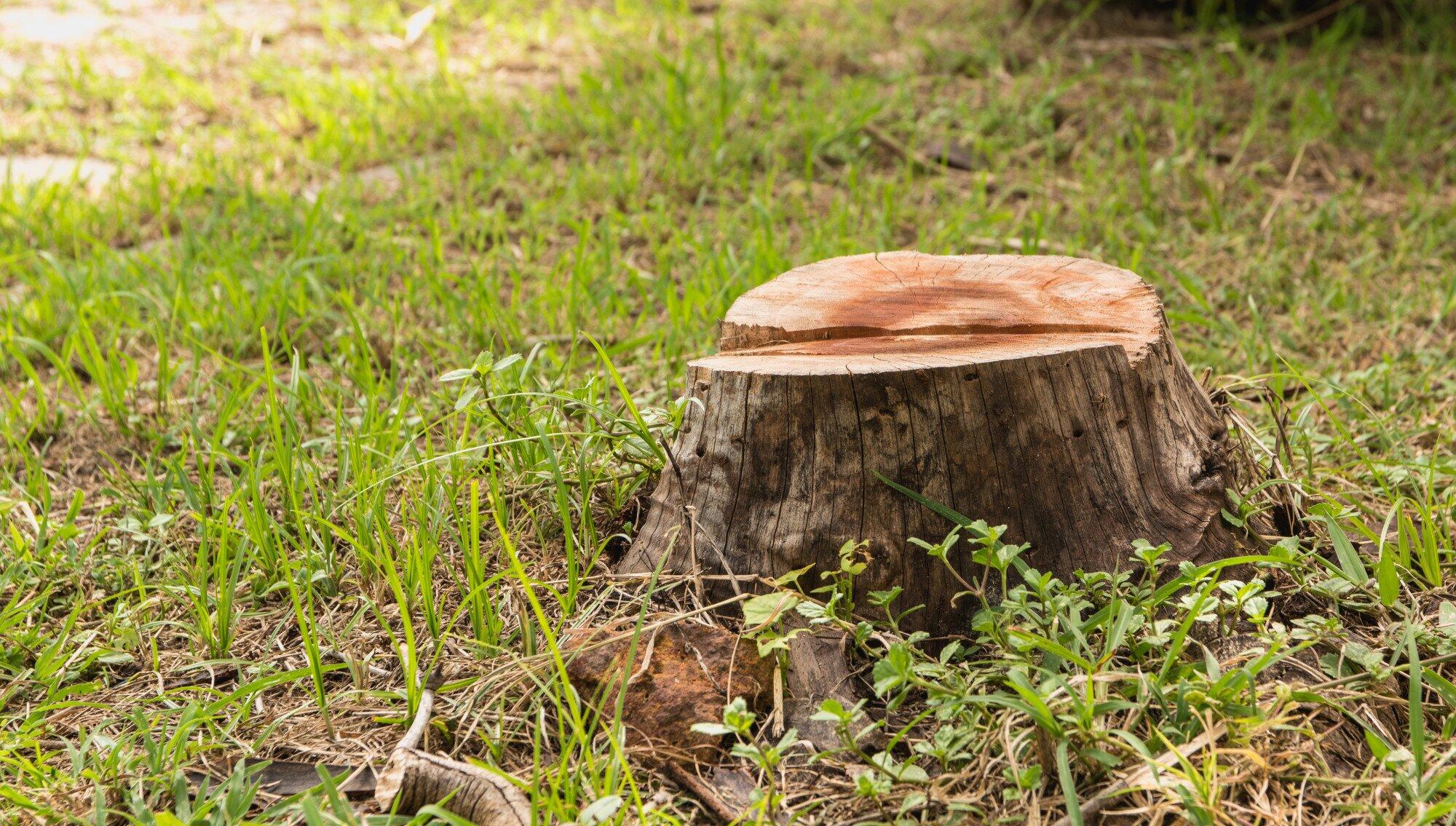 5 Benefits of Hiring a Professional Tree Stump Removal Service