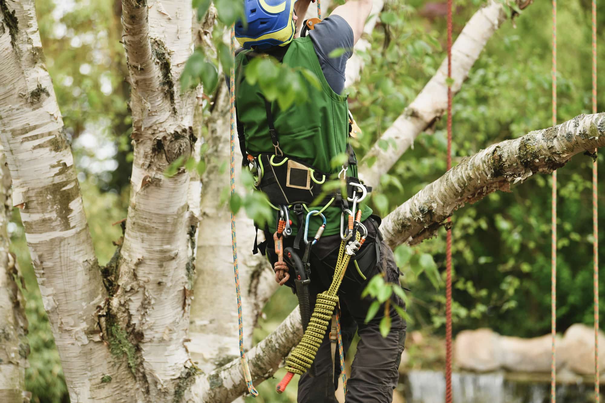 The Importance of Safety Gear When Using Tree Trimming Equipment