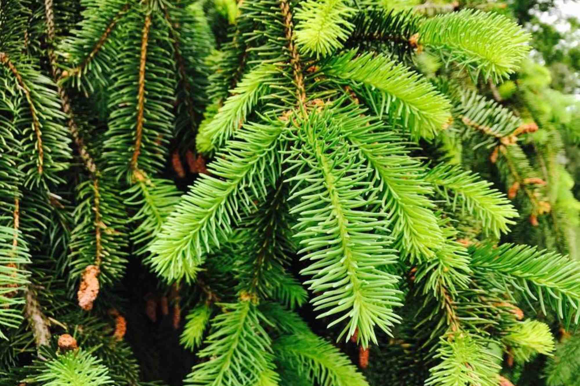 How Green Pine Tree Service Can Make Your Yard the Most Beautiful in the Neighborhood