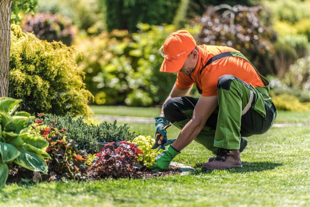 How to Care for Small Trees in Your Front Yard