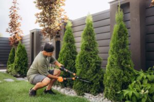 The Importance of Having Healthy Trees in Your Yard