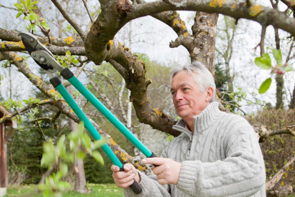 When to Trim Trees? Essential Guide for Dallas Homeowners