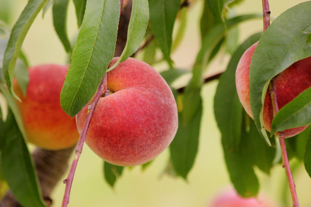 Best Fertilizer for Peach Trees: Boost Your Harvest Today