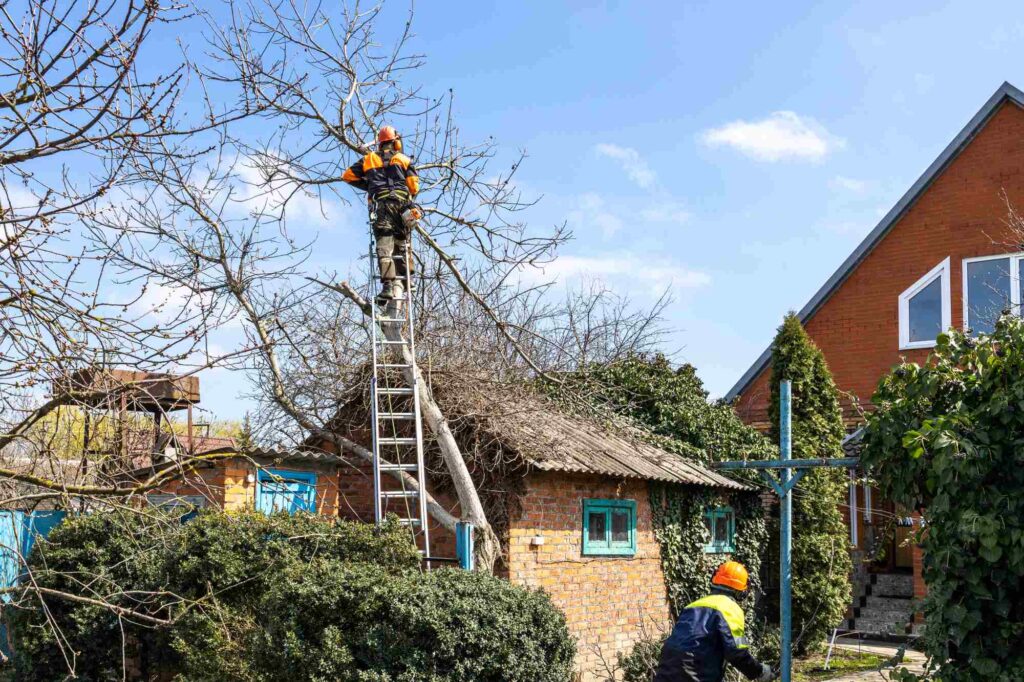 How to Find Affordable Tree Services in Your Area – Key Tips