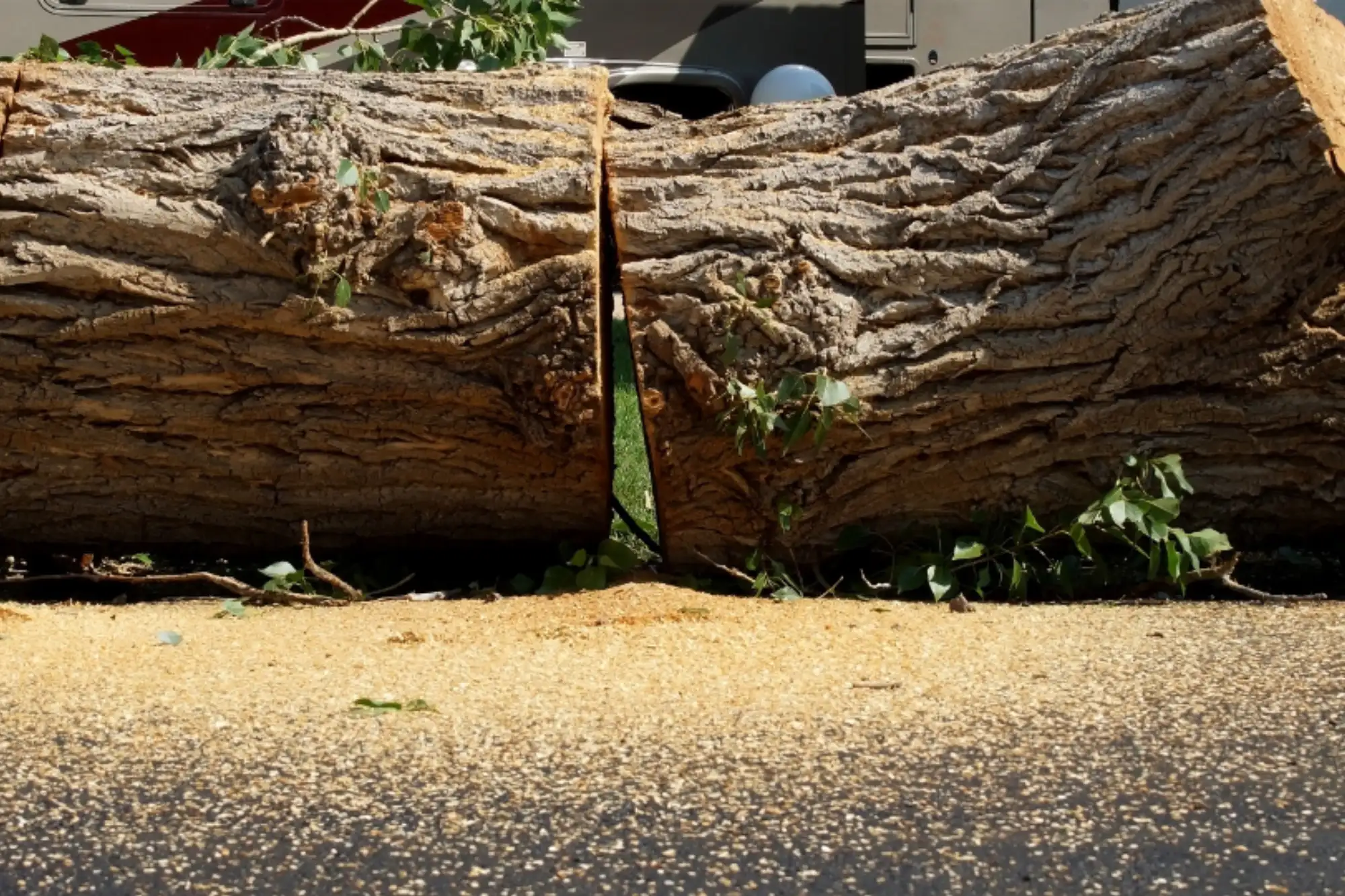 Signs you need your tree removed