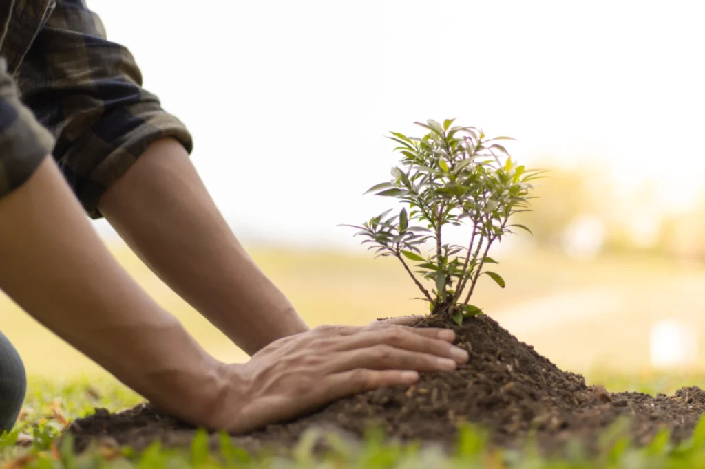 The why, where, and the what of a successfully planting a tree