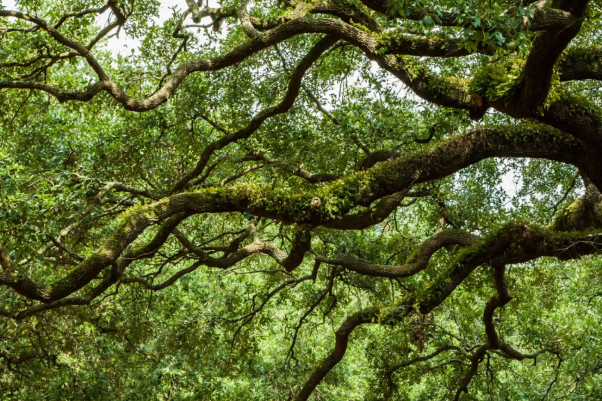 Common Texas trees in your backyard and how to care for them