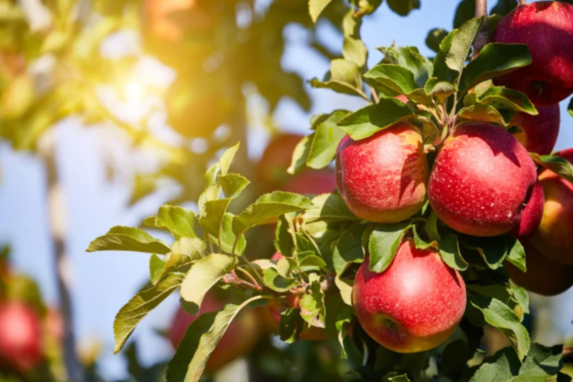 Types of Fruit Trees and How to Care for Them