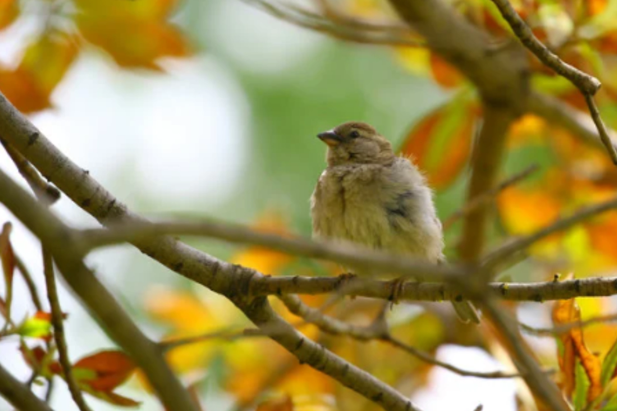 What Kind of Birds do Common Backyard Trees Attract?