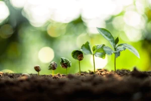 Average Time for Texas Trees to Grow