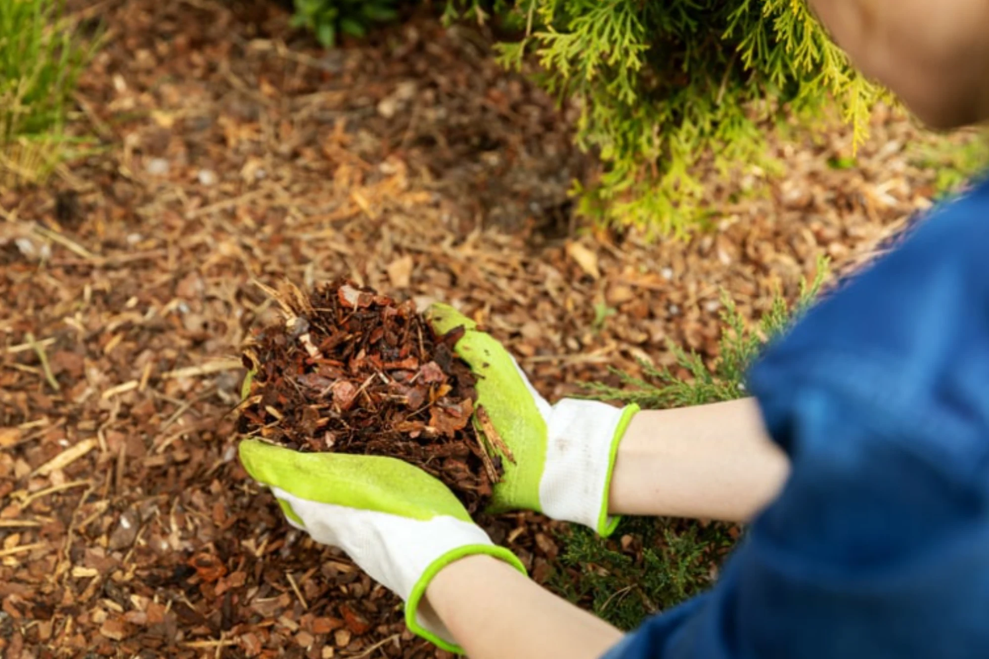 How to Properly Mulch Your Trees