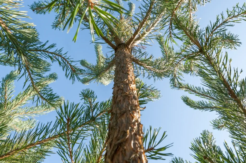 Best Time to Trim a Pine Tree