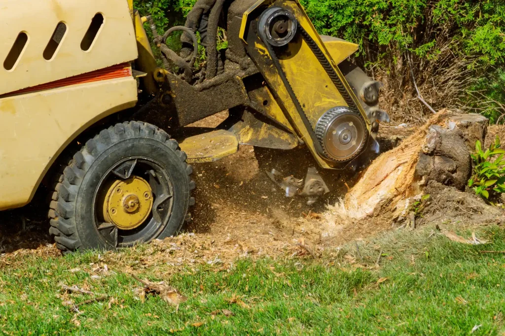 Stump Grinding: What It Is and How It Works