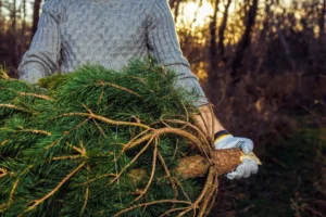 Pine Tree Cutting and Shaping