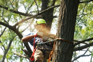 6 Essential Questions to Ask Your Dallas, TX Arborist