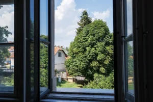 The Best Trees for Summer Landscaping: Beauty, Shade, and Value
