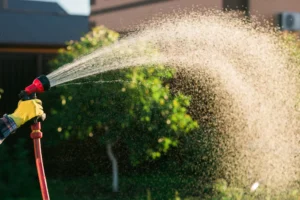 How to Care for Your Trees in the Summer: A Simple Guide