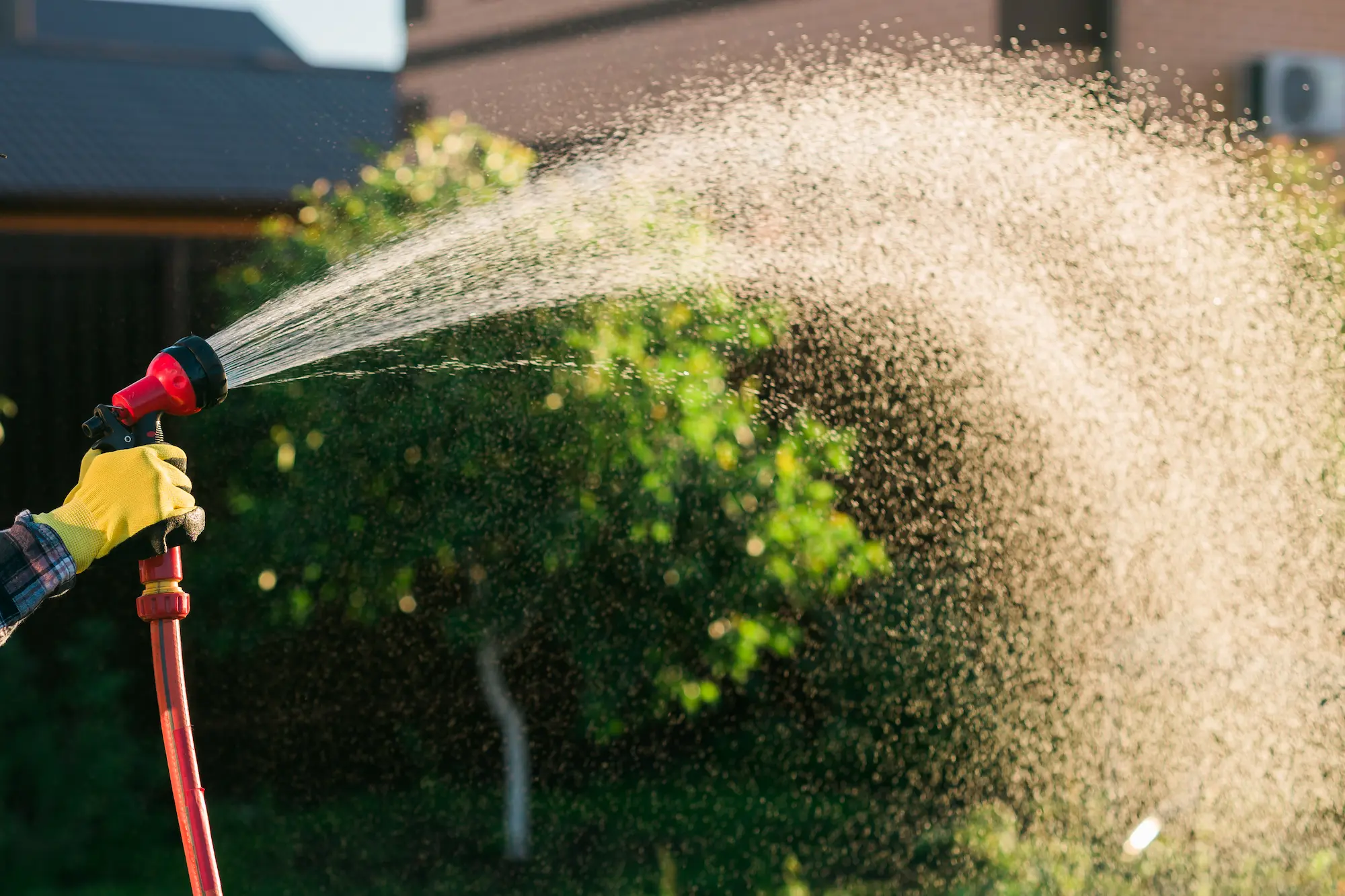 How to Care for Your Trees in the Summer: A Simple Guide