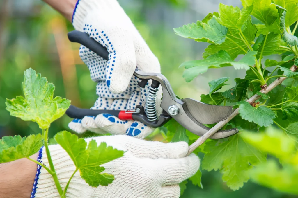Why Summer Tree Trimming is Essential in Dallas, Tx