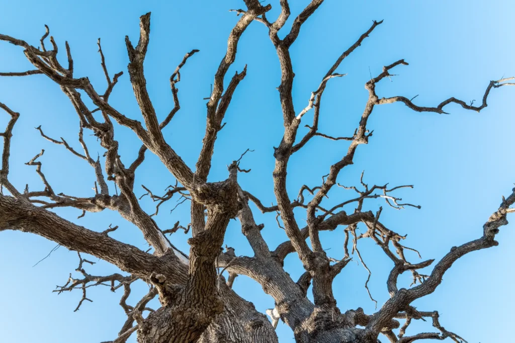 Dead or Dangerous Trees? Summer Tree Removal Tips for Dallas Homeowners