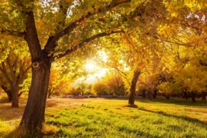 End of Summer Tree Care: Prepare Your Landscape for a Healthy Fall