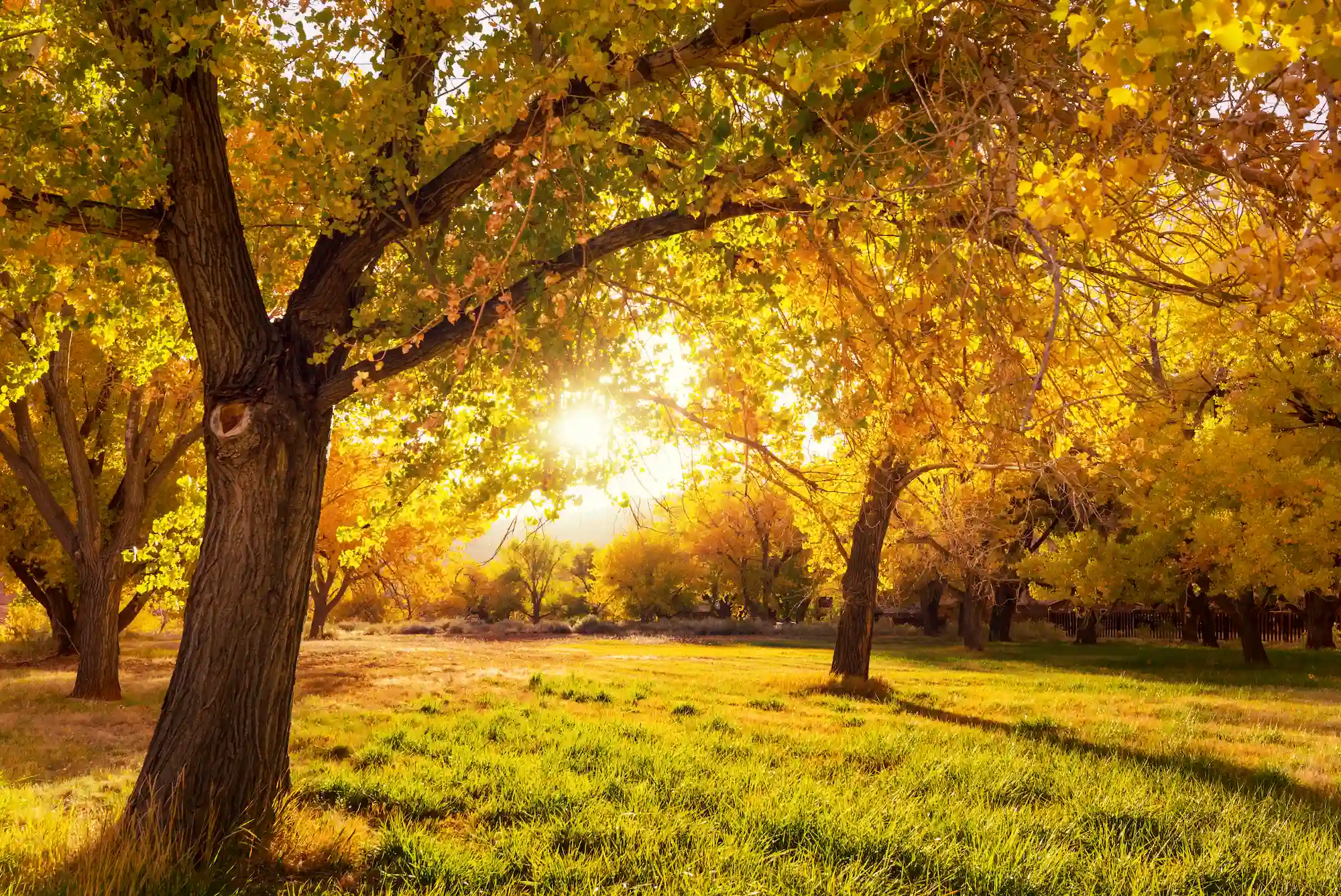 End of Summer Tree Care: Prepare Your Landscape for a Healthy Fall