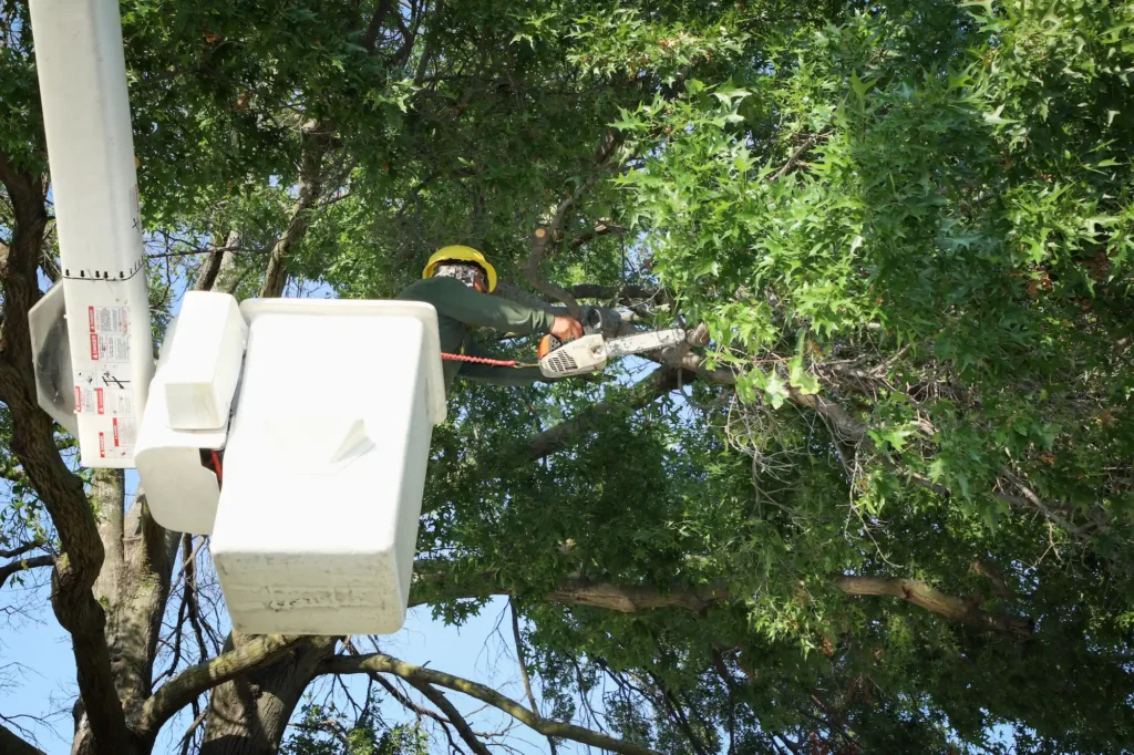 The Best Time to Trim Trees in Dallas, Texas: A Fall Guide