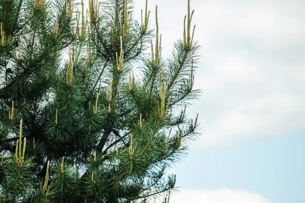 Fall Pine Tree Shaping in Dallas, TX: What You Need to Know
