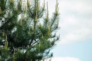 Fall Pine Tree Shaping in Dallas, TX: What You Need to Know
