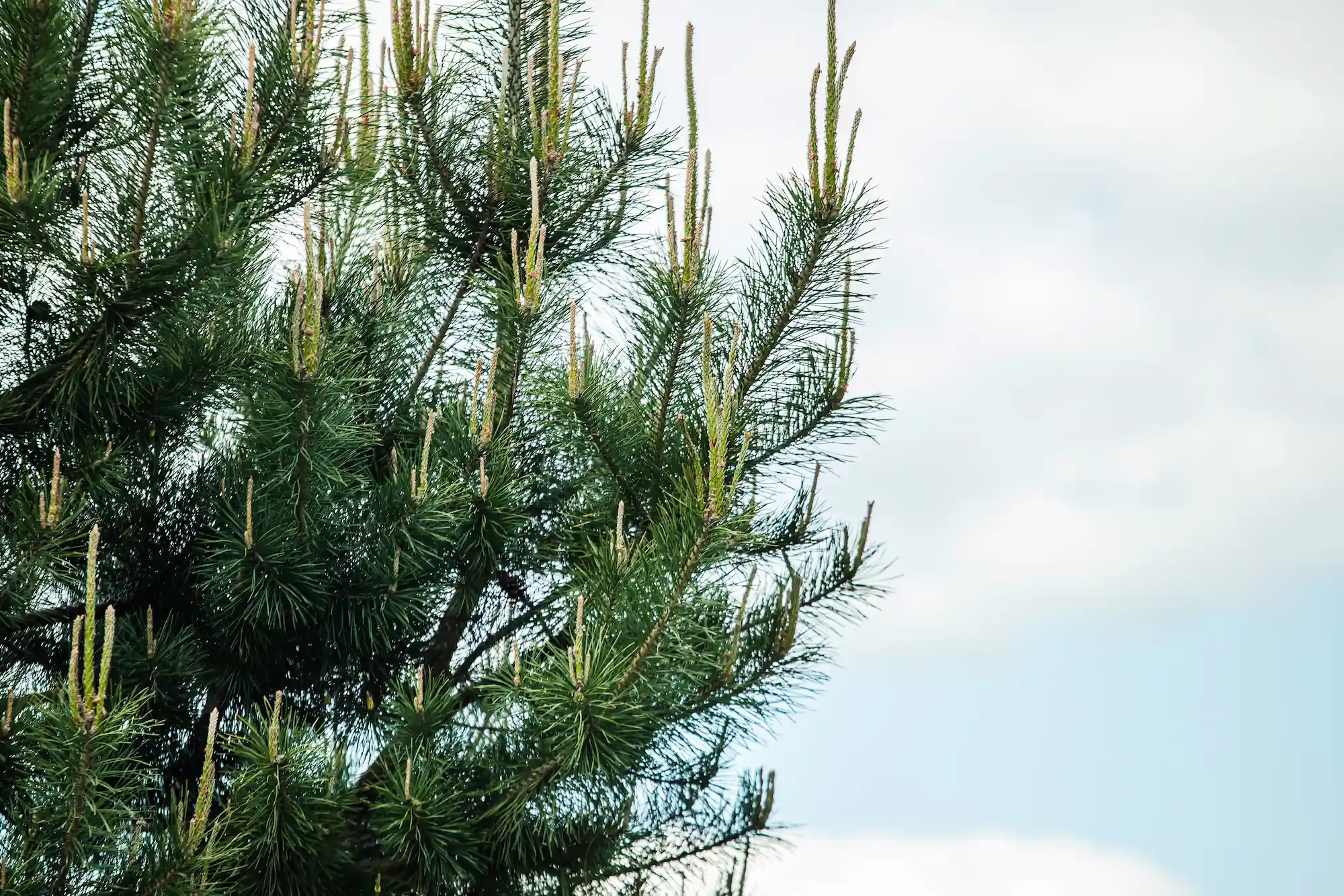 Fall Pine Tree Shaping in Dallas, TX: What You Need to Know