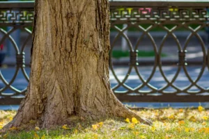 The Hidden Dangers of Dead Trees This Fall